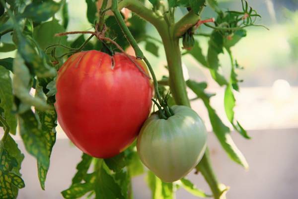 10 самых урожайных низкорослых сортов томатов для открытого грунта в средней полосе