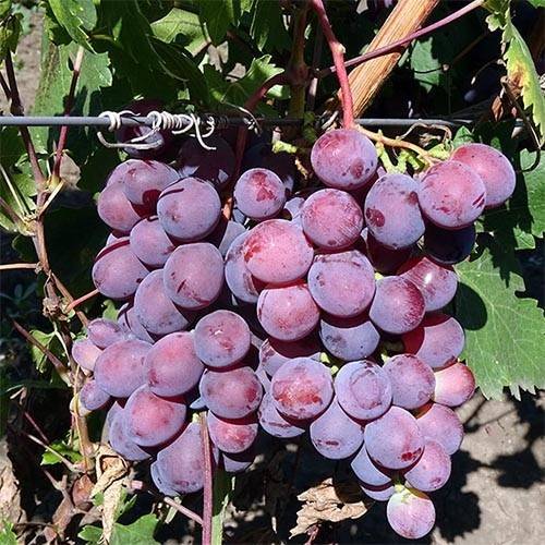 Описание сорта винограда «заря несветая»