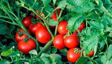 Характеристика и описание сорта томата дубрава: выращивание и уход