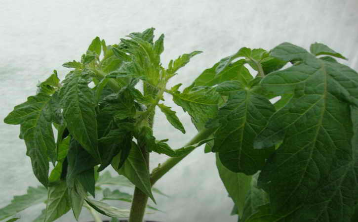 Почему у помидоров закручиваются листья во внутрь, что делать с кучерявой макушкой