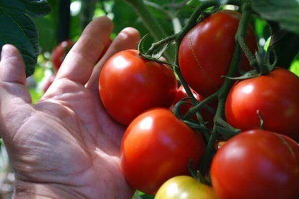 Сорт помидоров афродита f1: характеристика сорта, посадка и выращивание - общая информация - 2020