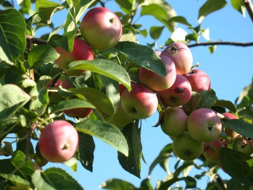 Яблони сорта елена – описание и методика ухода