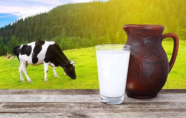 Почему у коровы горчит молоко: причины, что можно сделать 2020
