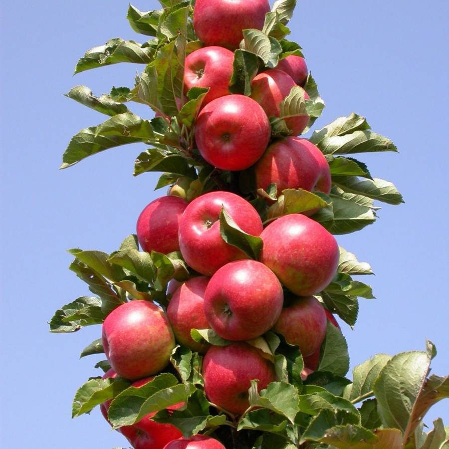 Яблоня медок – колоновидный сорт с медовым вкусом