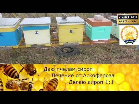 Болезни пчел: их признаки и лечение