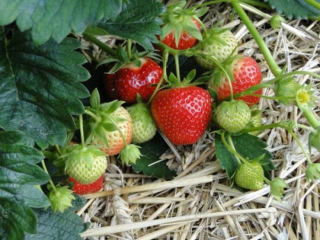 Клубника гирлянда: описание урожайного ягодного сорта, отзывы и фото