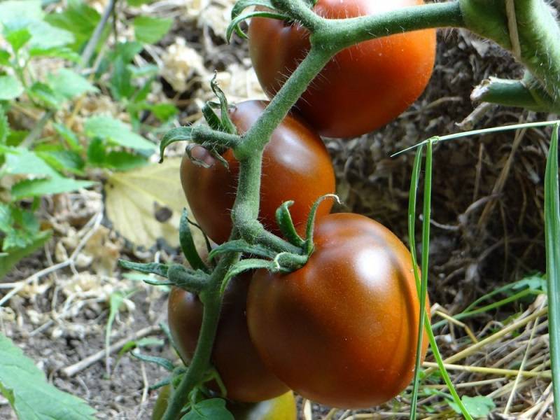 Урожайные сорта томатов для открытого грунта: крупноплодные, ранние, вкусные