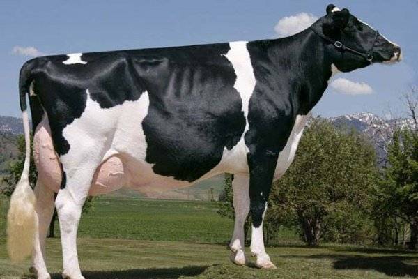 Голштино-фризская порода коров и крс и ее характеристики 2020