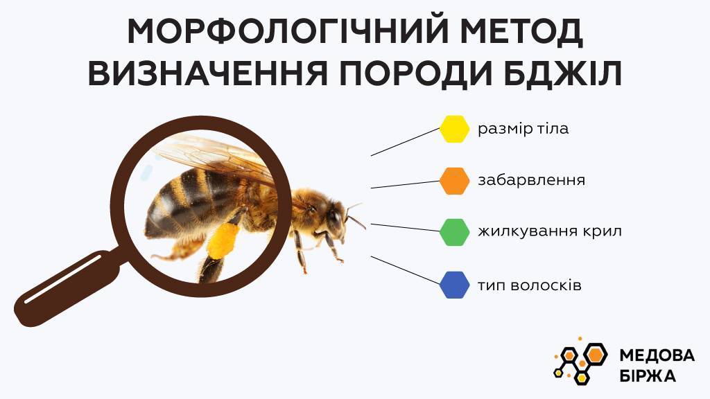 Болезни пчел: их признаки и лечение