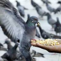 Содержание и кормление голубей зимой: требования к голубятне, рацион