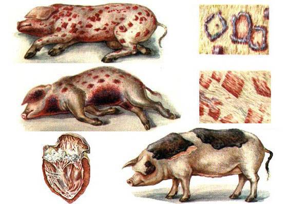 Болезни свиней: симптомы, лечение, профилактика