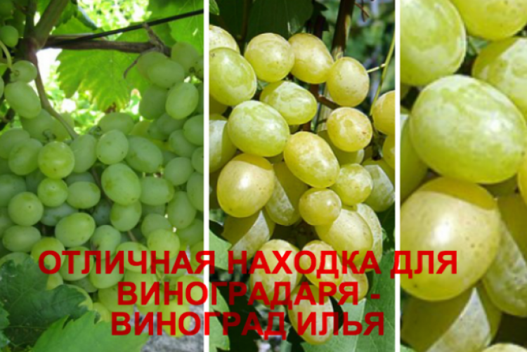 Виноград "кишмиш находка": описание сорта и фото, уход, защита от болезней и вредителей