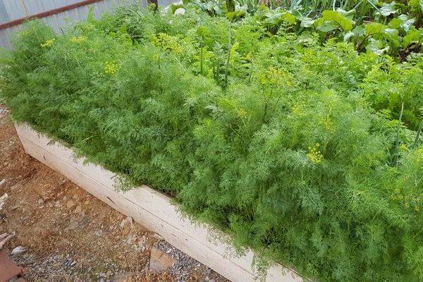 Как посадить и вырастить лук «геркулес»