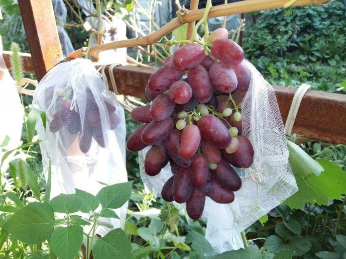 Ризамат: описание, посадка и уход сорта винограда