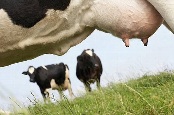Лечение субклинического (скрытого) мастита у коров