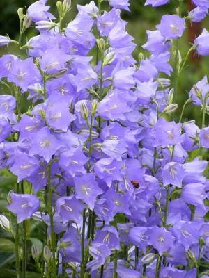 Цветок колокольчик садовый многолетний,: отличия от полевых и лесных, сорта, посадка и уход