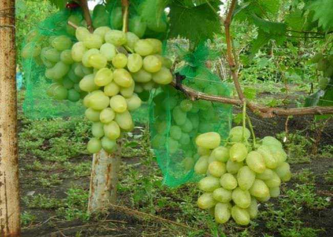 Характеристики сорта винограда монарх, описание плодоношения и регионы выращивания