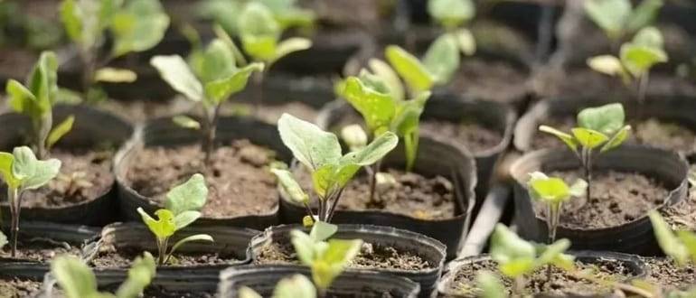 Выращивание рассады баклажанов: сроки, уход и сорта для подмосковья