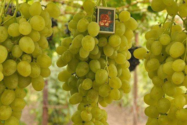 Виноград валентин описание сорта фото отзывы. отличный урожай без особых усилий — виноград валентина