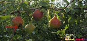 Почему чернеют плоды груши на дереве: меры борьбы и профилактики