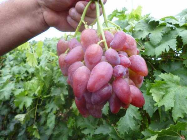 Виноград дубовский розовый