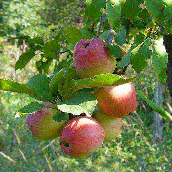 Колоновидные яблони для подмосковья — описание сортов