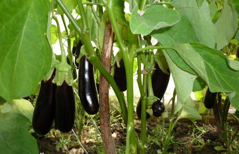Характеристики и выращивание баклажана «черный красавец»