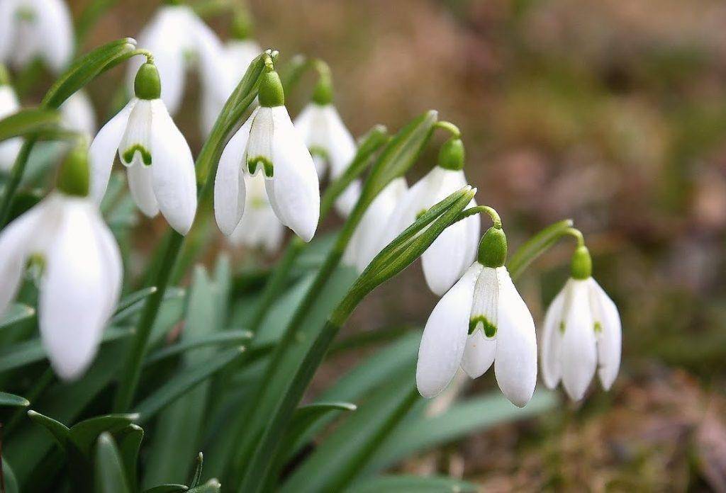Самые первые – календарь цветения весенних луковичных цветов с марта по май