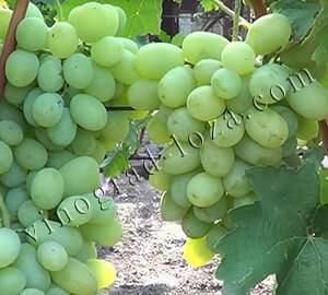 Виноград новый подарок запорожью: описание, фото и отзывы
