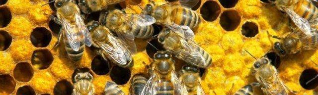 Лечение простатита пчелиным подмором: рецепты и полезные рекомендации!