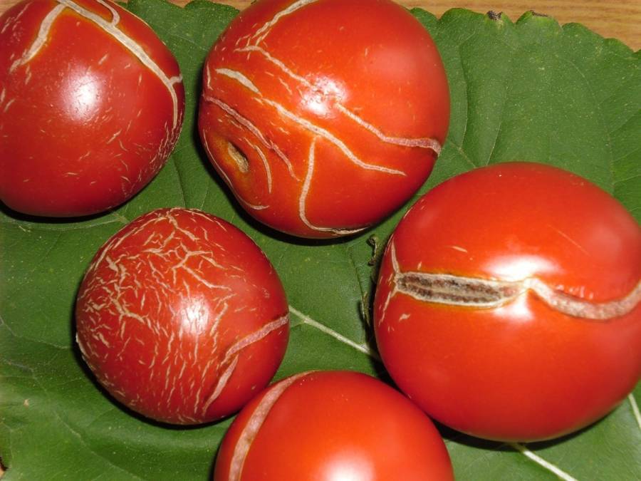 Болезни и вредители томатов в теплице: как распознать и бороться?