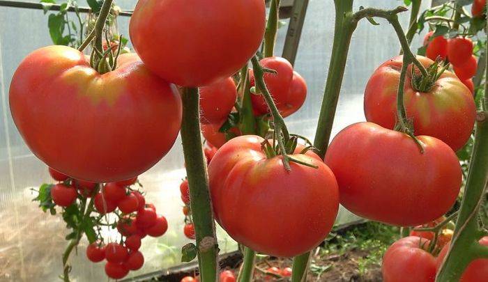 Томат гордость застолья: описание сорта и характеристика урожайности помидора (фото)