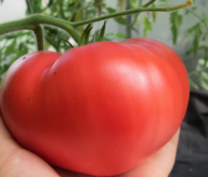 Минусинские сорта томатов: описание, характеристики, фото