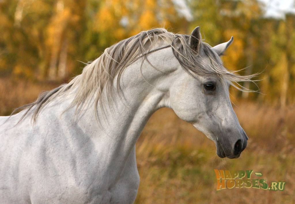 Арабская чистокровная лошадь — википедия переиздание // wiki 2