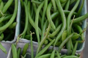 Фасоль лимская: особенности сорта, выращивание и уход, отзывы