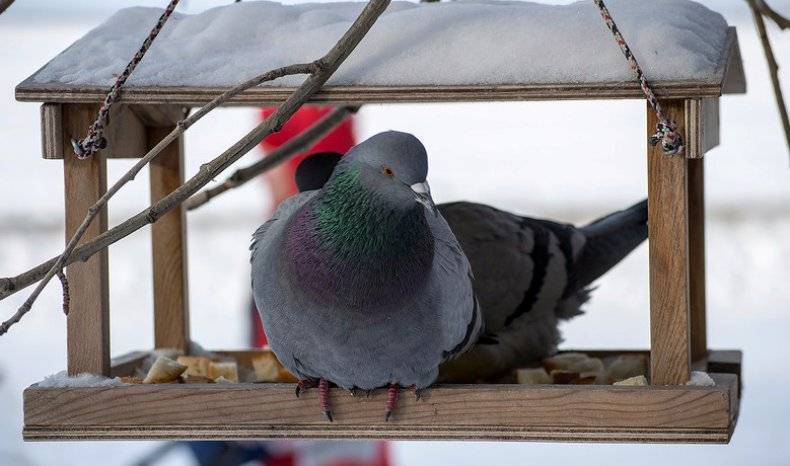 Что едят голуби и как правильно их кормить
