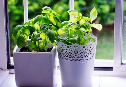 Как вырастить базилик на подоконнике: подготовка и посев, советы бывалых садоводов