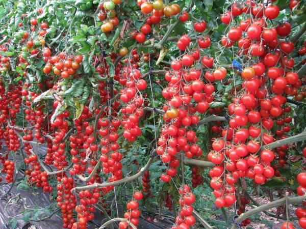 Выращивание помидор черри