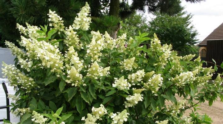 Уход за гортензией киушу: как и куда высаживать цветок, подкормка и полив
