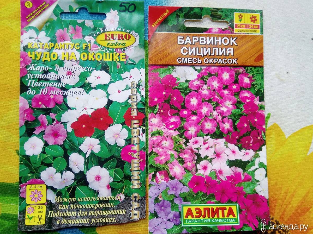 Особенности выращивания барвинка, фото садовых цветов