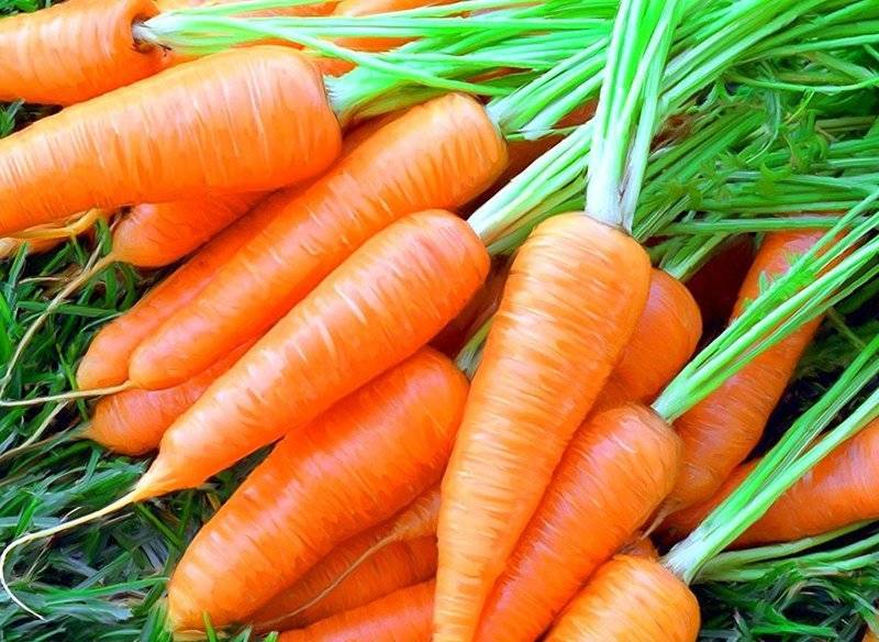 Как правильно выращивать позднеспелый сорт моркови королева осени