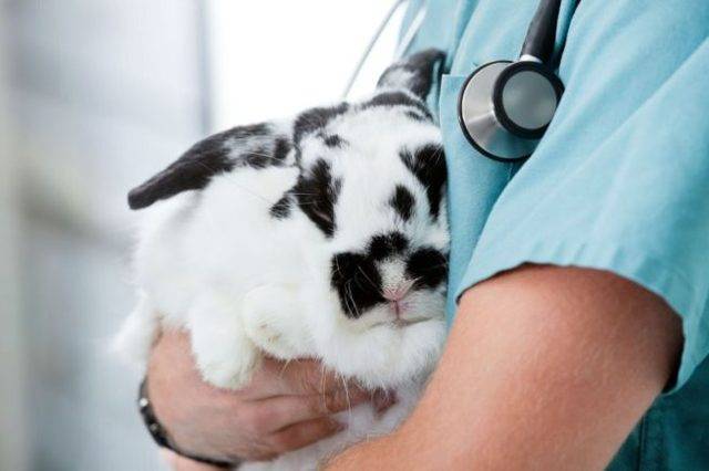 Кокцидиоз у кроликов: симптомы, лечение и профилактика, можно ли есть мясо больного кролика?