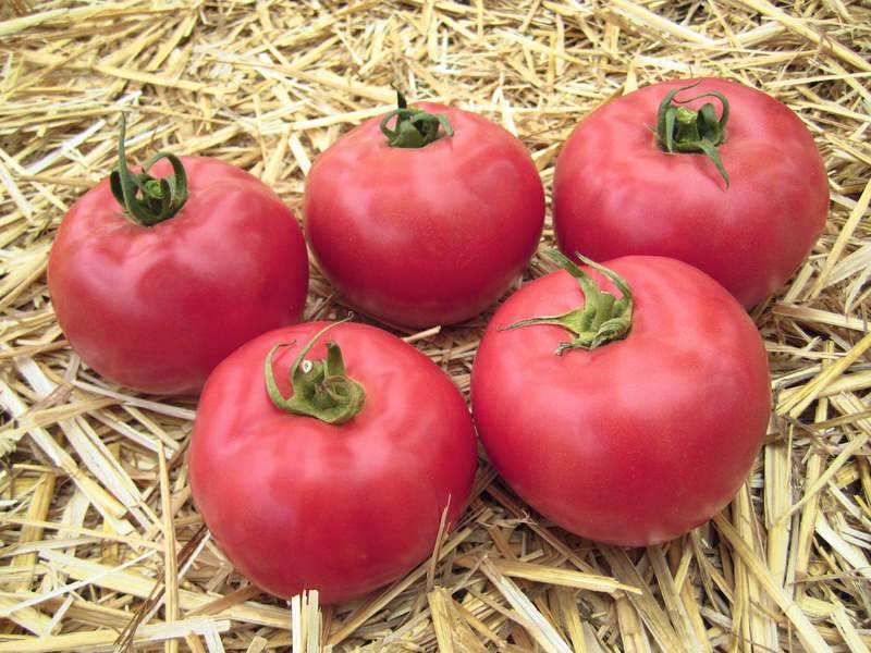 Описание и правила выращивания раннеспелого томата розовый спам