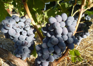 Описание столового сорта винограда «атаман»