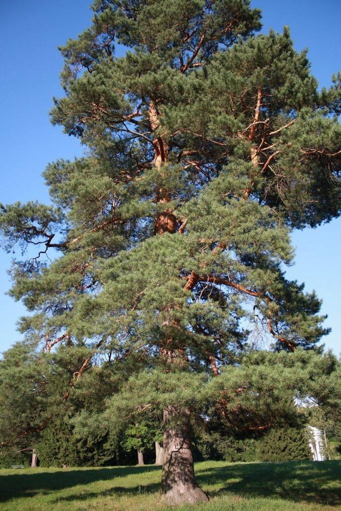 Кедр: описание дерева и применение