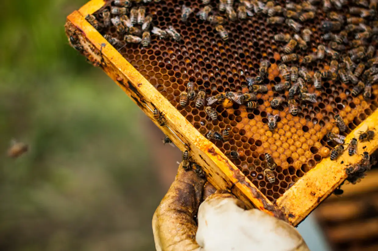 Забрус – целебный продукт пчеловодства. как лечиться – рецепты с забрусом и правила хранения