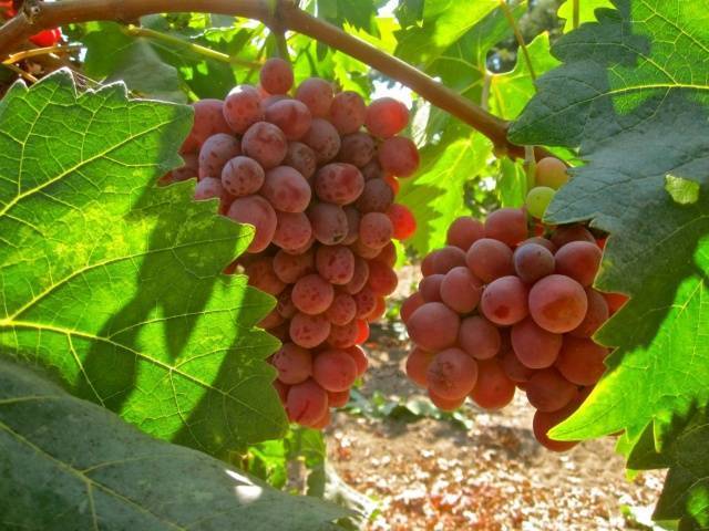 Виноград «пестрый»: характеристика сорта и технология выращивания