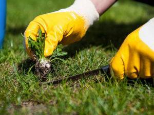 Как избавиться от травы на огороде раз и навсегда народными средствами