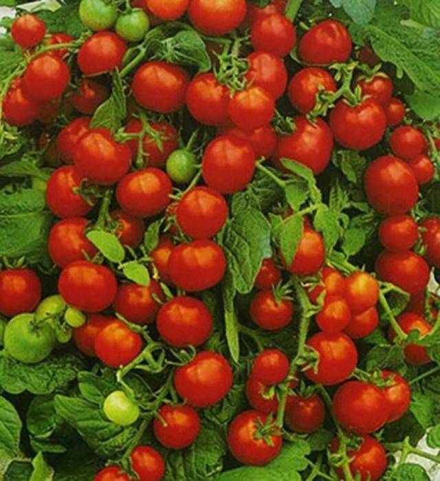Низкорослые томаты: лучшие сорта и особенности выращивания