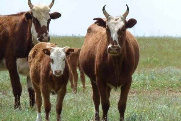 Калмыцкая порода коров: особенности и рекомендации по уходу